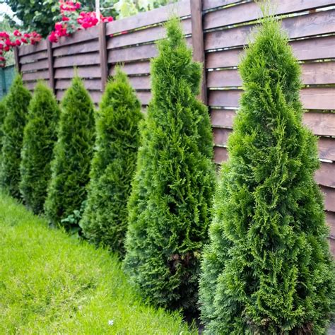North Pole Arborvitae Plant By Number