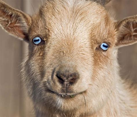 Blue Eyed Goat