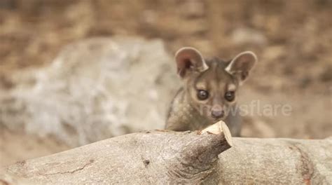 Adorable Footage Shows The First Rare Fossa Pups To Be Born At Chester