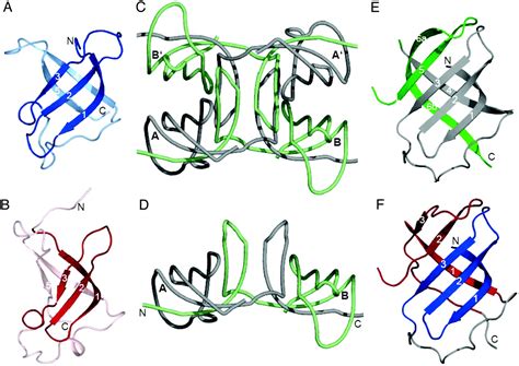 A Segment Of Cold Shock Protein Directs The Folding Of A Combinatorial