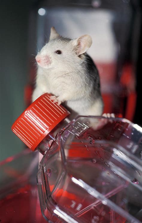 Laboratory Mouse Photograph by Chris Martin-bahr/science Photo Library ...