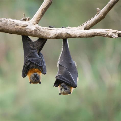 Fledermäuse In Deutschland Schützenswerte Nachbarn Der Nacht Höfler