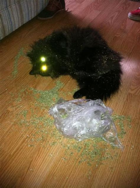 These Cats Are Completely Wasted Off Of Catnip 21 Pics