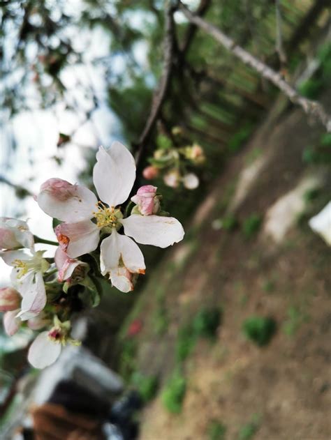 Вишня, лето, природа | Garden, Plants