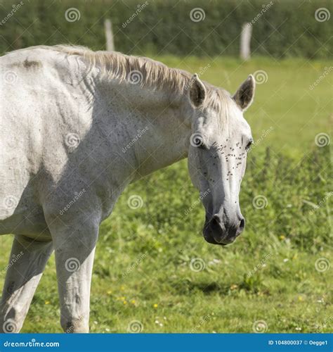A White Horse In The Meadow Stock Image Image Of Graze Beautiful
