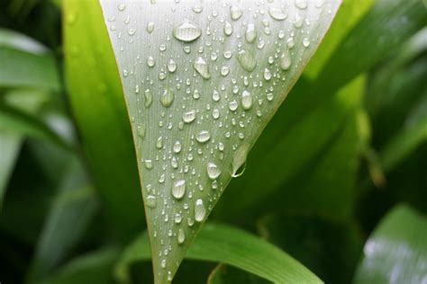 Free Images Water Nature Grass Drop Dew Leaf Flower Petal