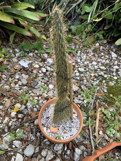 One Years Worth Of Growth Opuntia Echios V Echios Is This Etiolated