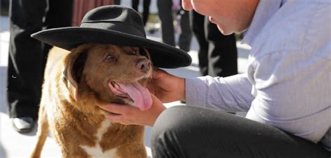 E Morto Bobi Il Cane Pi Vecchio Del Mondo Aveva Anni