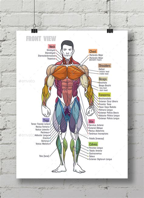 Mark Body Muscle Anatomy Chart Human Anatomy Body Poster Artofit