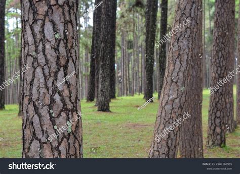 Rows Pine Trees Have Path Middle Stock Photo 2209160955 Shutterstock