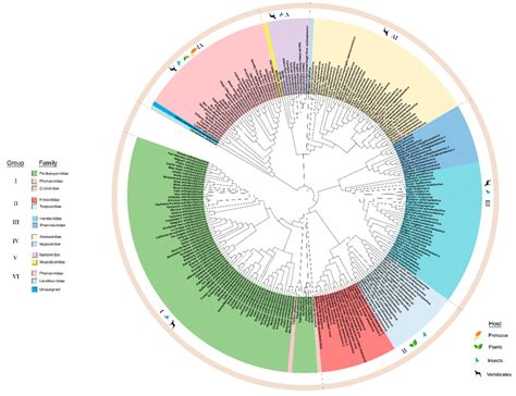 Maximum Likelihood Phylogenetic Tree Of The Amino Acid Sequences Of The