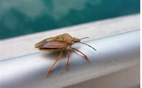 Kako se najlakše rešiti SMRDIBUBA Ovako će zbisati iz vašeg doma 2