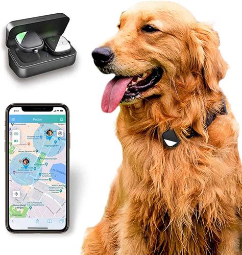 5 Best Gps Dog Collar Options Australia 2023 Buyers Guide