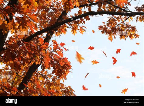 Falling Autumn Leaves Stock Photo Alamy