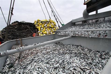 Historia Y Balance ¿cómo Se Ha Manejado La Pesca De Anchoveta En El