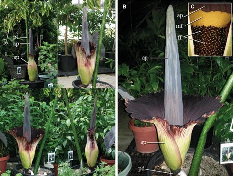 Pictures Of Amorphophallus Titanum Inflorescence A Stages Of Titan