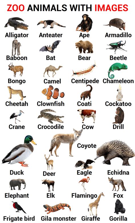 100 Zoo Animals Names In English With Images Zoo Animals Animals