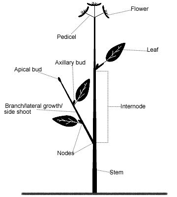 Parts of a stem – Gardening Tips and Advice – Oak Leaf Gardening