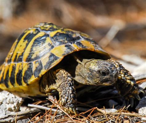 Tartaruga Di Terra O Testuggine Dove E Come Tenerla