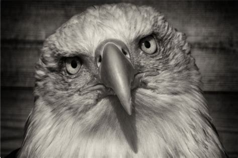 Grayscale Bald Eagle Close Up Head Tilted Bald Eagle Poster Etsy