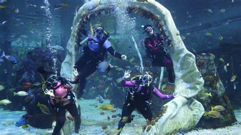 Dive With Sharks Experience At The Bear Grylls Adventure