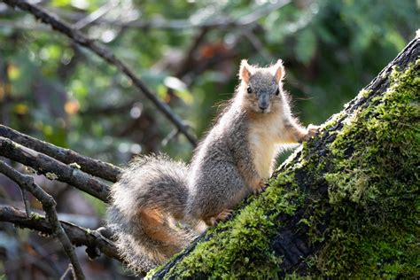 Last Chance to See: Amazing Wildlife at Oaks Bottom Wildlife Refuge, Portland OR