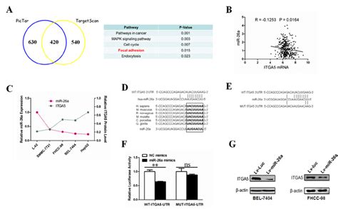 Itga Is A Bona Fide Target Gene Of Mir A A Gene Ontology