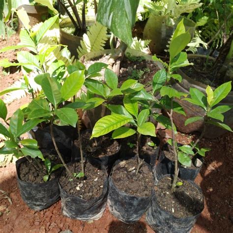 Jual Tanaman Melati Kaca Piring Gardenia Jasminoides Shopee Indonesia