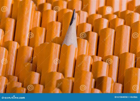 One Sharpened Pencil Among Many Blunt Stock Photo Image Of Pencil