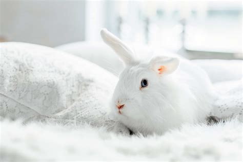 White Baby Bunnies With Blue Eyes