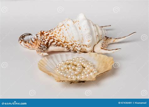 Kings Crown Seashell Stock Photos Free And Royalty Free Stock Photos