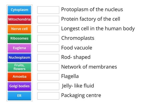 The Cell Its Structure And Functions Permainan Pencocokan