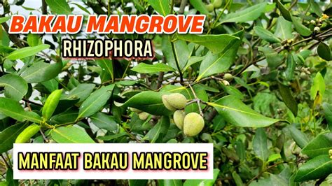 Manfaat Pohon Bakau Manfaat Pohon Mangrove Tanaman Bakau Tanaman