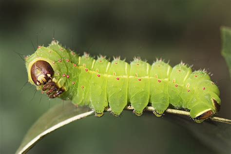 Luna Moth– Identification, Life Cycle, Facts & Pictures