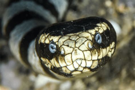 Banded Sea Krait - CRITTERFACTS