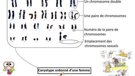 Comment Analyser Un Caryotype