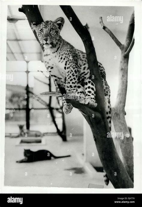 Leopon hi-res stock photography and images - Alamy