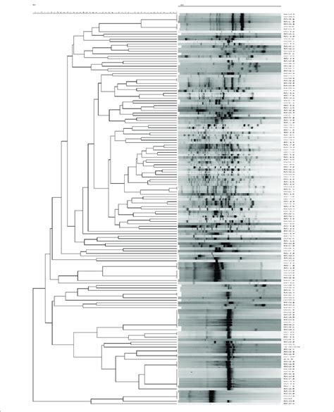 Upgma Similarity Dendrogram Of Box Pcr Fingerprinting The Dendrogram