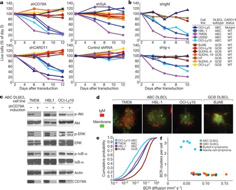 Chronic Active Bcr Signalling In Abc Dlbcl Lines A Survival Of Dlbcl