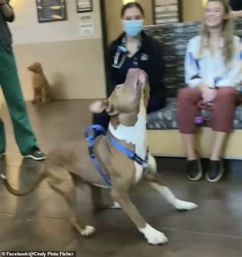 Cane Rischia Di Soffocare Per Una Pallina Veterinario Lo Salva Bigodino