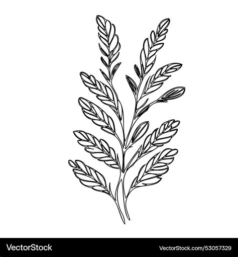 Heather Flower Plant Sketch Outline Royalty Free Vector