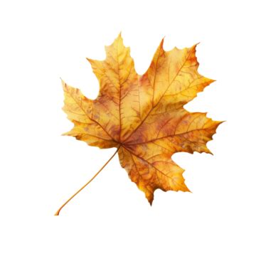 Autumn Yellow Maple Leaf Isolated On White Background Maple Leaf