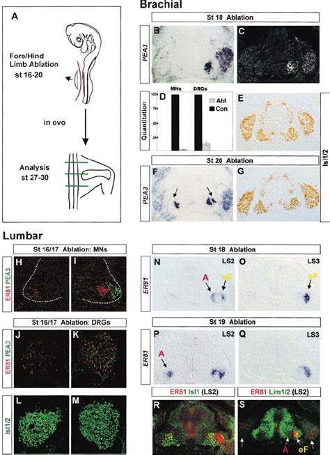 Regulation Of Ets Gene Expression By Limb Derived Signals A Schematic