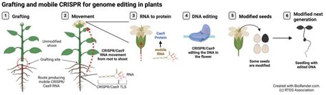 Grafting And Mobile Crispr For Genome Editing In Plants