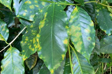 Epa Approves Fungicide To Fight Coffee Leaf Rust In Hawaii