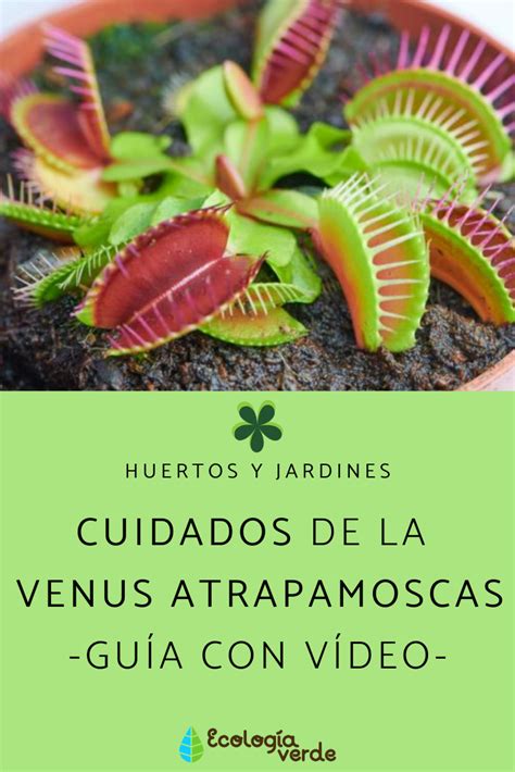 CUIDADOS de la VENUS ATRAPAMOSCAS Guía con VÍDEO Venus atrapamoscas