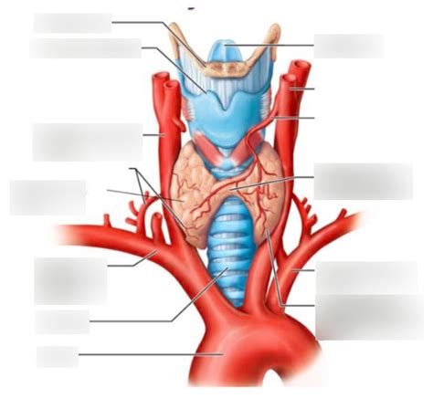 Diagram Of Thyroid Gland Quizlet