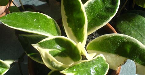 hoyas: Hoya Carnosa Variegata