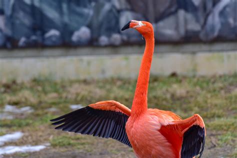 Caribbean Flamingo | The Maryland Zoo