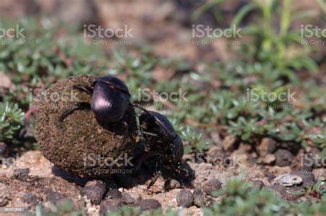 Dung Beetles Rolling A Ball Of Dung Stock Photo Download Image Now